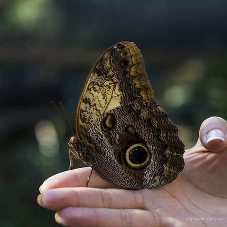 Mayan Hills Resort Copan Ruinas 外观 照片